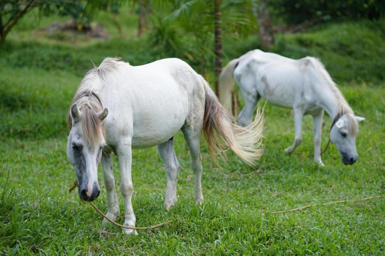 Carmel Tourism Village Kotamangalam Kültér fotó